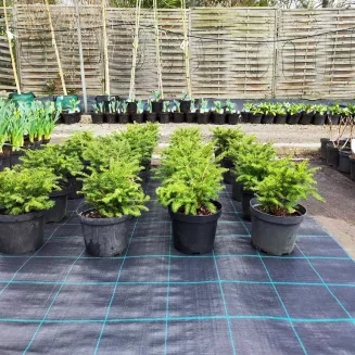 Agrotkanina czarna 100g/m2 1,6x50m PROFI - 5