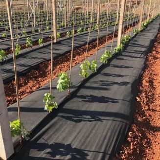 Agrowłóknina czarna 150g/m2 2x100m - 3